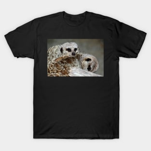 Cuddly 'Kats T-Shirt